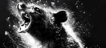 cocaine bear